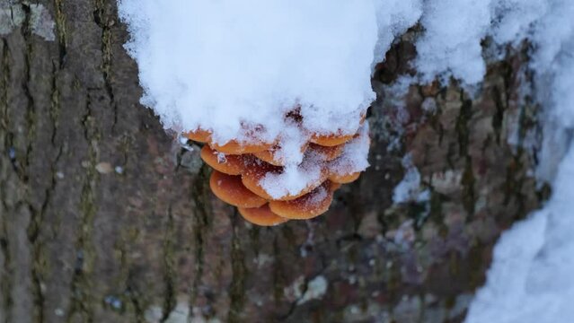Samtfussr&uuml;bling (flammulina velutipes) mit Schneehaube