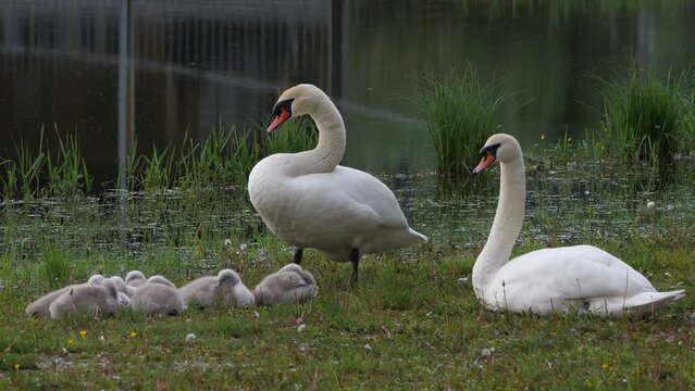 H&ouml;ckerschwan (Cygnus olor) Familie 