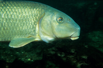 Silver redhorse, sucker fish, underwater in the St. Lawrence River