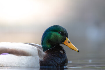 Adorable Ducks in the Sun swimming in a pond