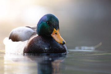 Adorable Ducks in the Sun swimming in a pond