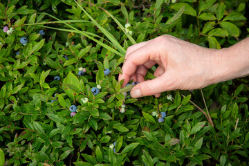 Naklejka na ściany i meble Picking ripe wild blueberries in nature while hiking.