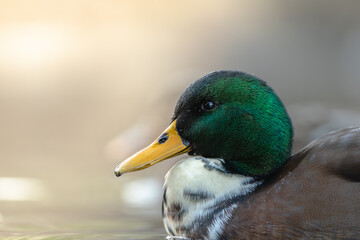 Adorable Ducks in the Sun swimming in a pond