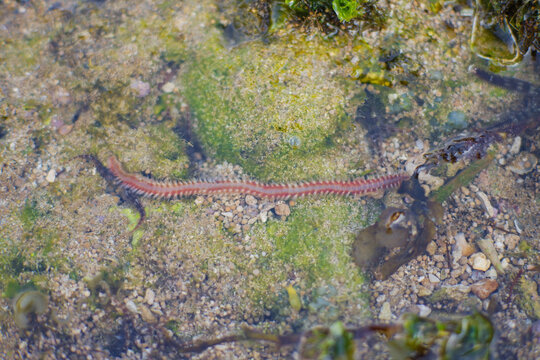 Bearded fireworms ( Hermodice carunculata) on coral reefs while searching for small invertebrate prey