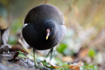 Moorhens in a Quiet Retreat at sundown in the fields