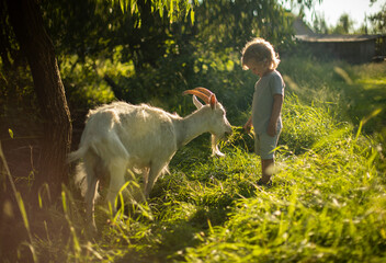 A 3-year-old fair-haired boy feeds a goat on a summer sunny day, communication between a pet and a...