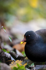 Moorhens in a Quiet Retreat at sundown in the fields