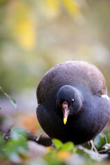 Moorhens in a Quiet Retreat at sundown in the fields