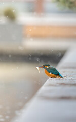 Frosty Feathers: Winter Portrait of a Kingfisher