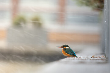 Frosty Feathers: Winter Portrait of a Kingfisher