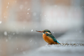 Frosty Feathers: Winter Portrait of a Kingfisher