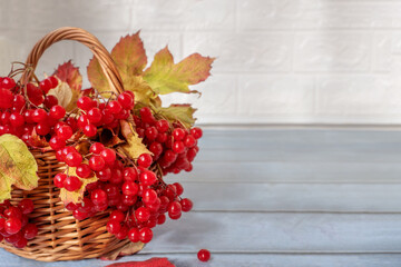 Viburnum bunches in a basket. Red viburnum berries, bright autumn berries in a woven willow basket on a light background