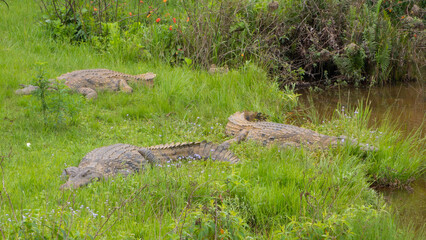 Fototapeta na wymiar Pretty specimen of wild crocodile in the nature of South Africa