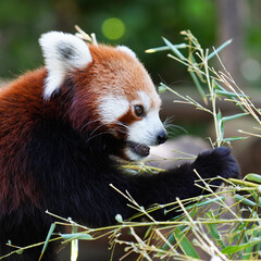 ANIMAL - Cute red panda