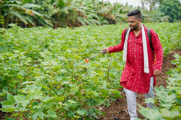 Farmers apply liquid fertilizer to cotton plant plants.