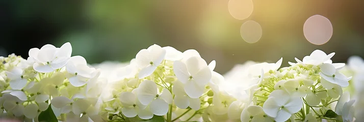 Afwasbaar fotobehang White hydrangea blossom with magical bokeh background and copy space for text placement © Ilja