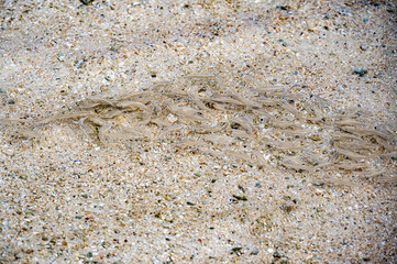 Fish swimming in the clear shallow water at La Prairie Beach, Le Morne, Mauritius