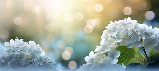 White hydrangea flower on isolated magical bokeh background with text space on left side