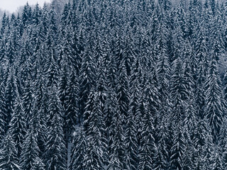 Spruce forest covered with white snow Misty winter Carpathian Mountains view landscape. Snowy pine fir trees with fog in the Carpathians. Scenic wood landscape Village in Transcarpathia Ukraine Europe