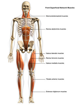 Full Body Diagram of Male Superficial Network of Muscles Frontal View on White Background with Text Labeling