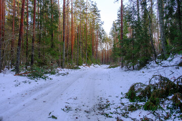 Fallen trees in dense pine forest and covered snow in winter wild nature. Trees felled with roots....