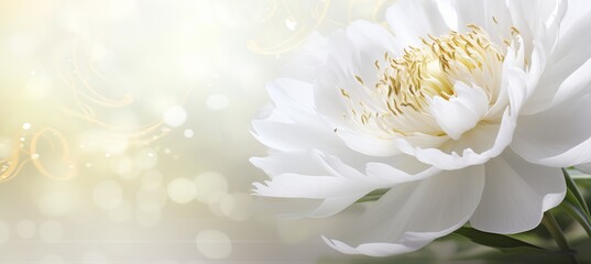 White peony on isolated bokeh background with two thirds copy space for text placement on left side