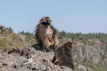 A gelada monkey opening its mouth wide to bear its teeth, Simien mountains national park, Ethiopia