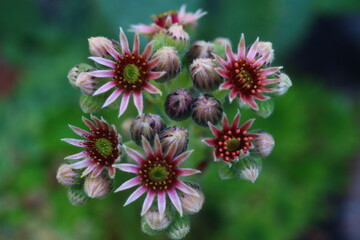 Rojnik Black Top Sempervivum hybridum
