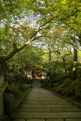 常寂光寺の新緑の美しい境内の風景