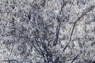Flowers and leaves on the tree branches at spring.