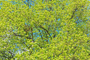 Green leaves on the tree branches.