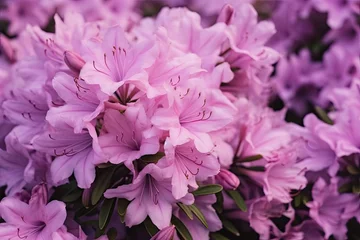 Fototapeten soft violet pink azalea japonica flowers macro closeup © nnattalli
