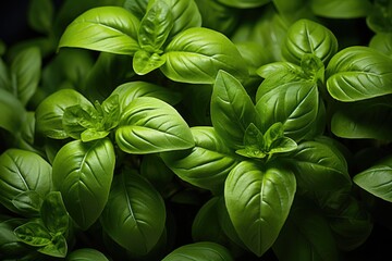 Green sweet basil ( ocimum basilicum ) plant , top view  - obrazy, fototapety, plakaty