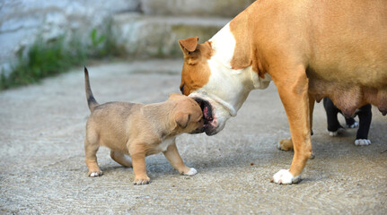 amstaff dog dog playing with puppies - 696956168