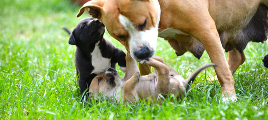 amstaff dog dog playing with puppies