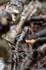 Close-up of mushrooms on a tree trunk in a forest in autumn