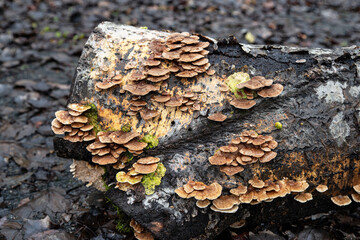 Close-up of mushrooms on a tree trunk in a forest in autumn