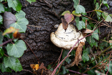 Close-up of mushrooms on a tree trunk in a forest in autumn