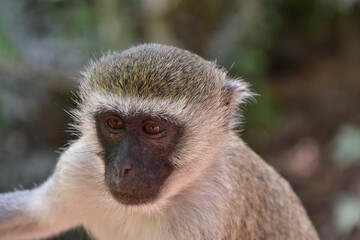 Vervet monkey (or Dwarf green monkey, lat. Chlorocebus pygerythrus). Close-up portrait of a monkey with a black face.