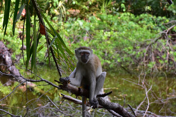 Vervet monkey (or Dwarf green monkey, lat. Chlorocebus pygerythrus). A little monkey sits on a tree branch. Kenya.