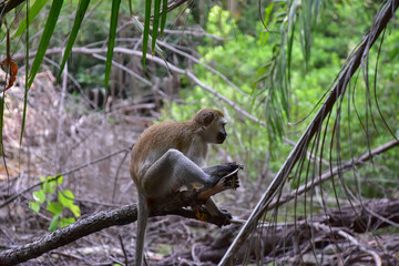 Vervet monkey (or Dwarf green monkey, lat. Chlorocebus pygerythrus). A little monkey sits on a tree branch. Kenya.