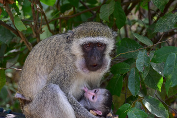 Vervet monkey (or Dwarf green monkey, lat. Chlorocebus pygerythrus). Close-up of a mother monkey feeding milk to her baby.