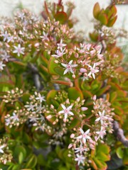 blooming tree in bloom