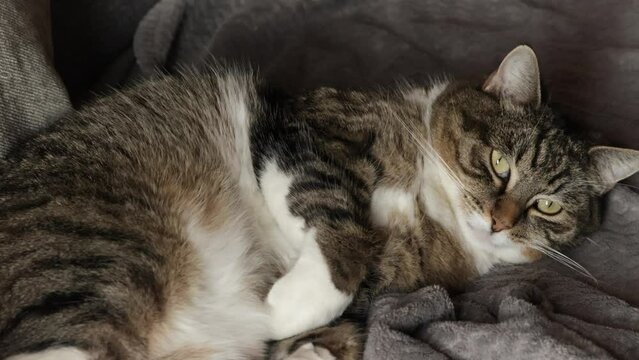chat tigr&eacute;, en gros plan, s'endormant devant l'objectif