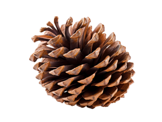 Pine Cone, isolated on a transparent or white background