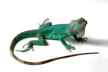 Blue iguana on a white background
