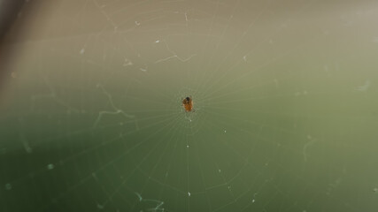 Spinne im Spinnennetz