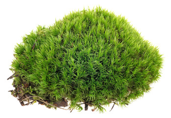 Fresh piece of green forest moss isolated on a white background