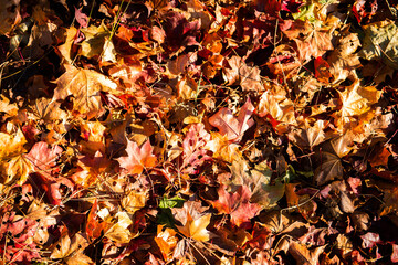 fallen autumn leaves