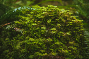 fern in the forest